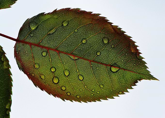 Leaf with Water Droplets