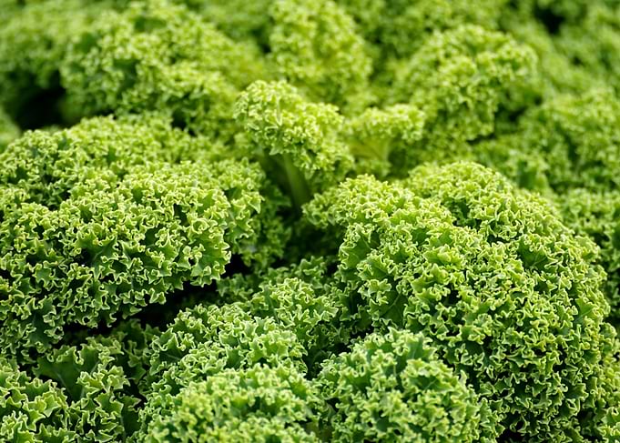 Fresh Green Kale Close-Up