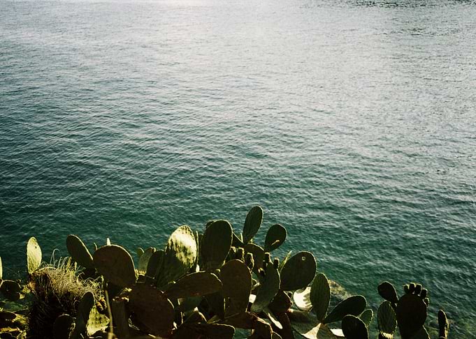 Cactus and Ocean View