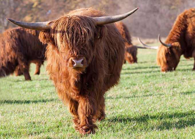 Highland Cattle in a Grassy Field