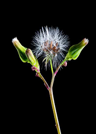 Dandelion Seed Head with Buds