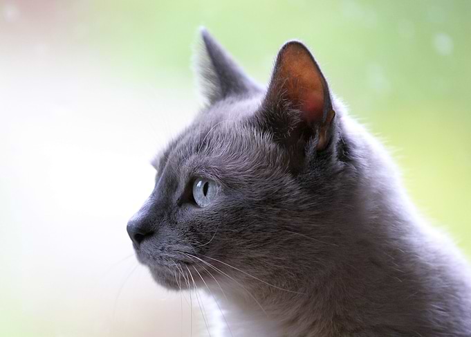 Gray Cat Profile with Blue Eyes