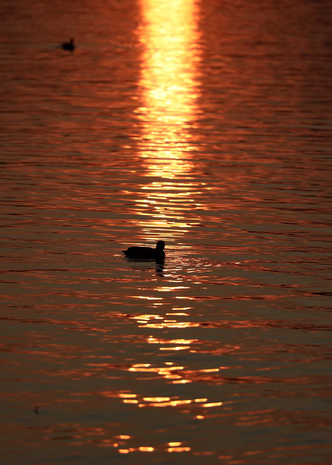 Duck swimming in golden sunset water
