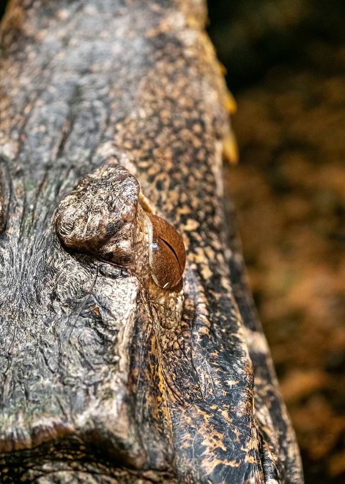 Close-up of a Crocodile's Eye