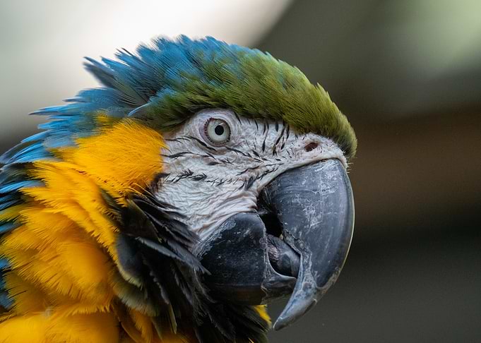 Close-up of a Colorful Macaw Parrot