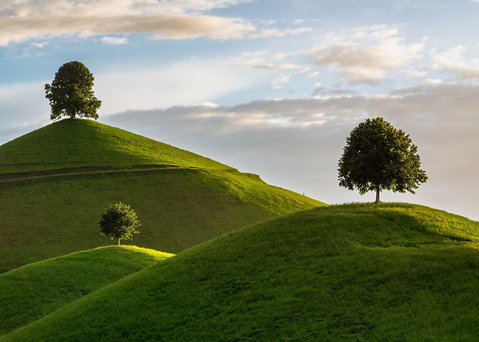 Rolling Green Hills with Trees