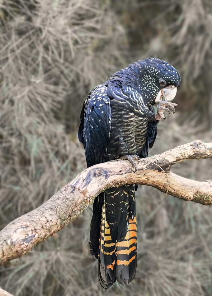 Red-Tailed Black Cockatoo on Branch