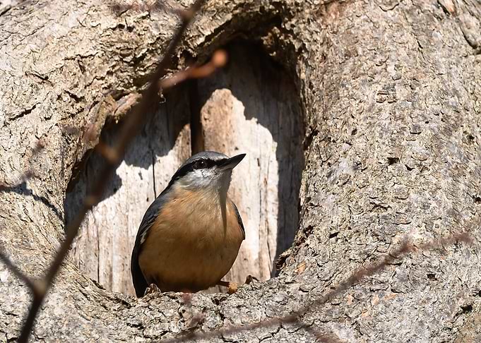 Nuthatch in Tree Hollow