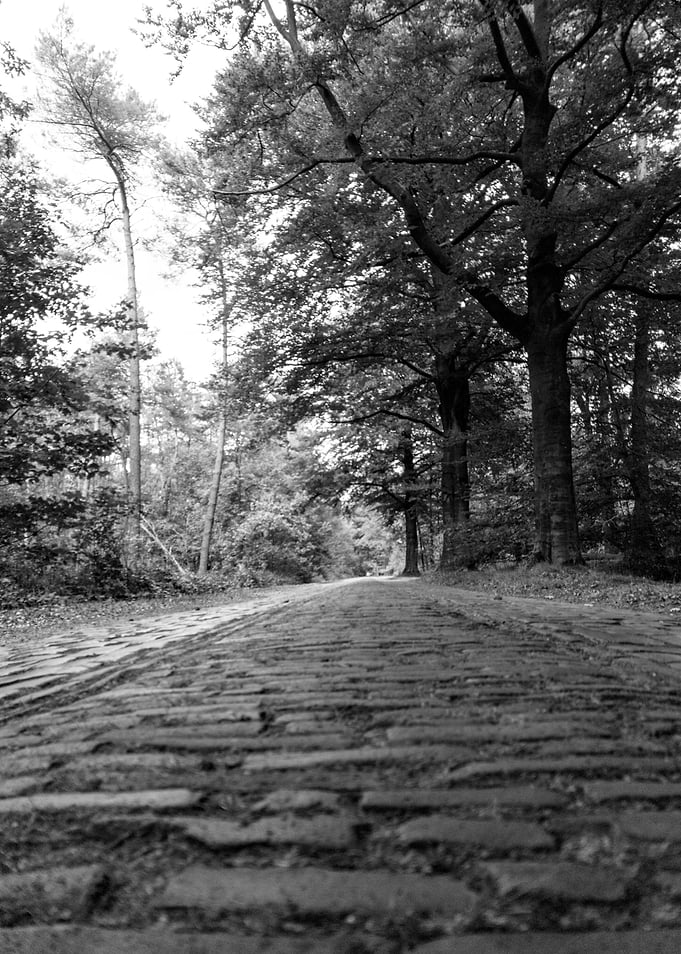 Black and White Brick Road Forest
