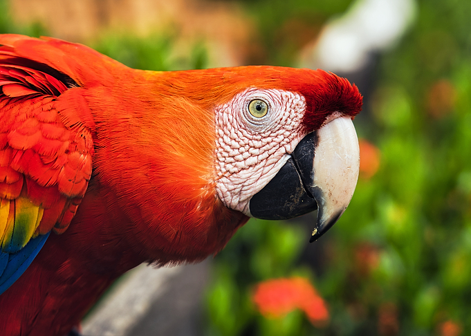 Scarlet Macaw Close-Up Portrait