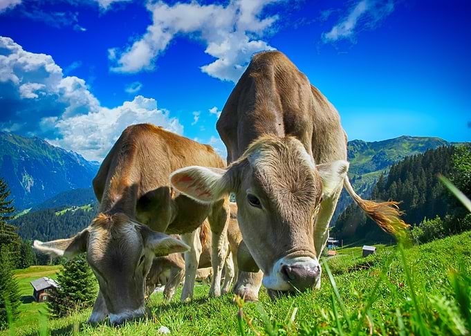 Cows Grazing in Alpine Meadow
