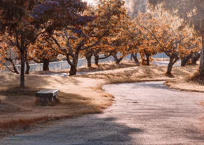 Autumn park path with bench