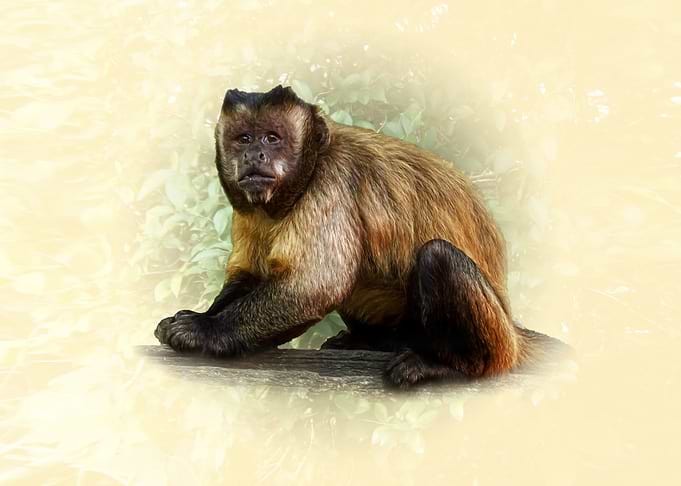 Capuchin Monkey Portrait
