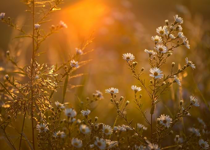 Golden Hour Daisies