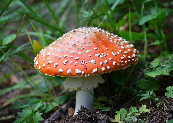 Amanita Mushroom in Forest