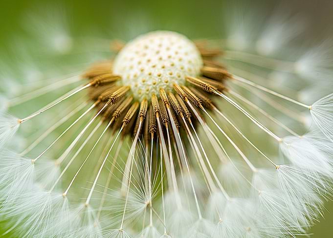 Dandelion Seed Head Macro