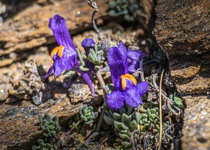 Purple Alpine Toadflax Flowers (Linaria alpina) Growing Among Rocks
