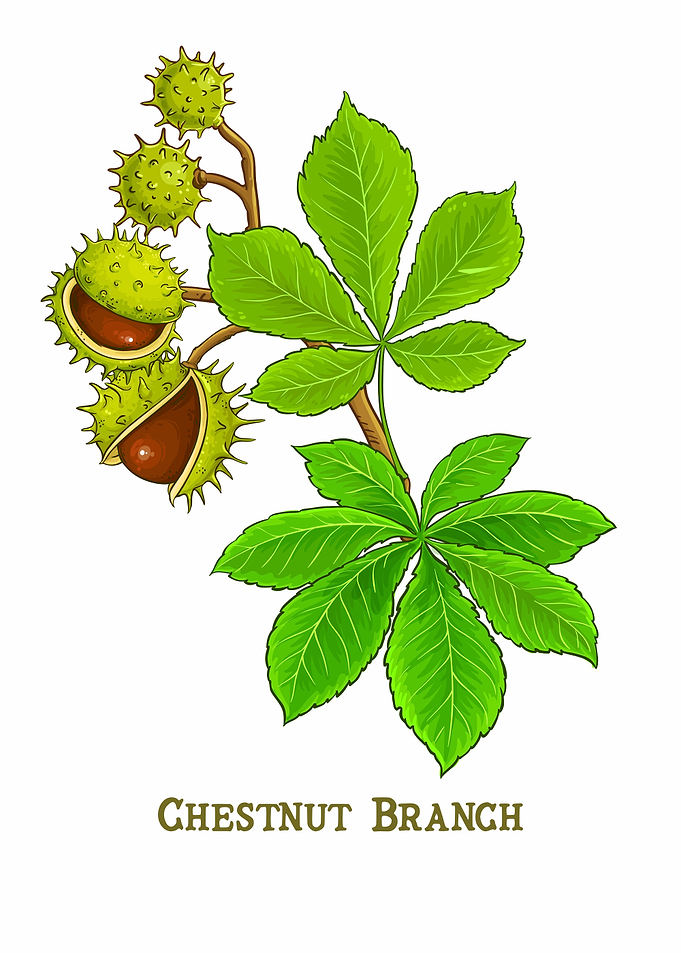 Chestnut Branch Illustration