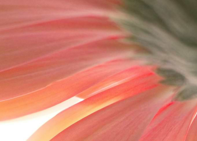 Abstract Pink Flower Petals