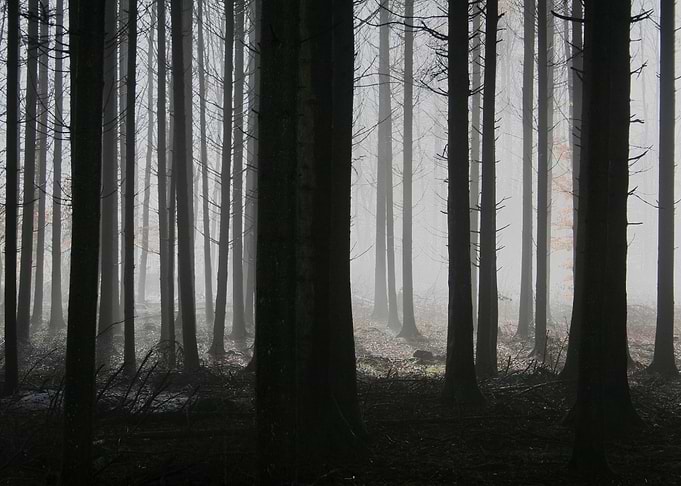 Misty Forest with Tall Trees