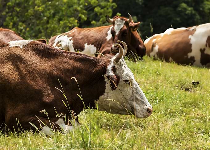 Cows Resting in a Green Meadow