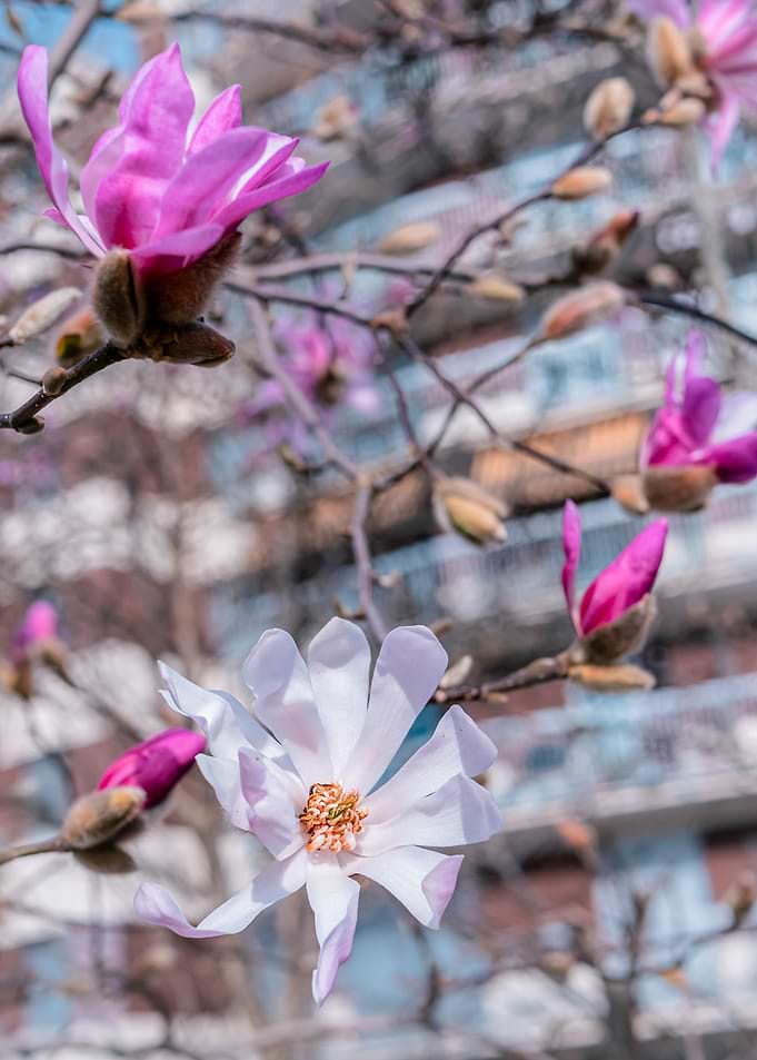Magnolia Blossoms in Spring