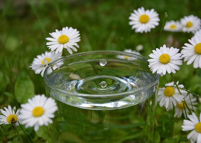 Water drop in glass with daisies