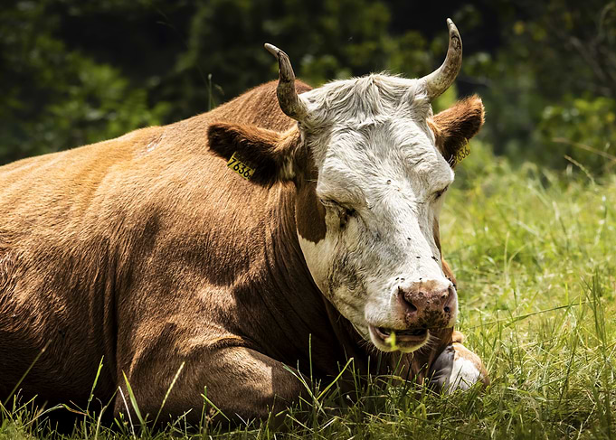 Cow (Bos taurus) Resting in Grassy Field
