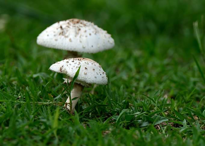Two Mushrooms in Green Grass