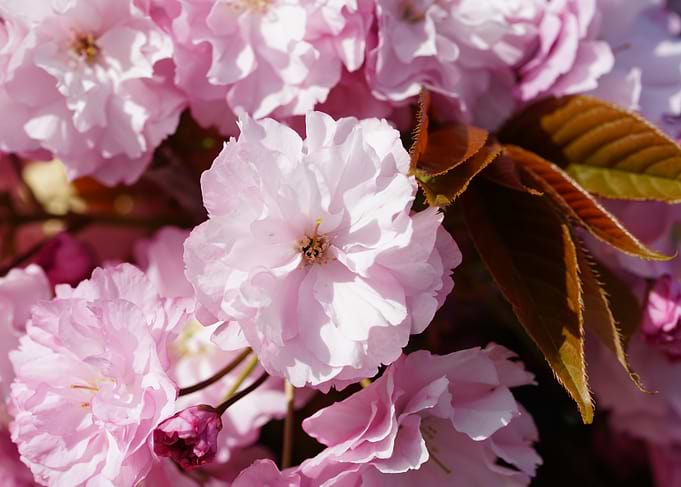 Pink Cherry Blossom Close-Up