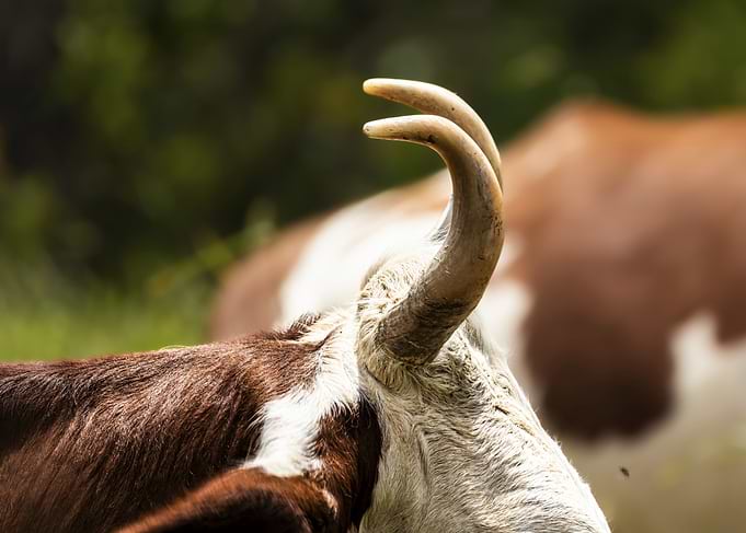 Close-up of a Cow's (Bos taurus) Horns