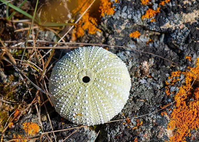 Sea Urchin Shell on Rocky Ground