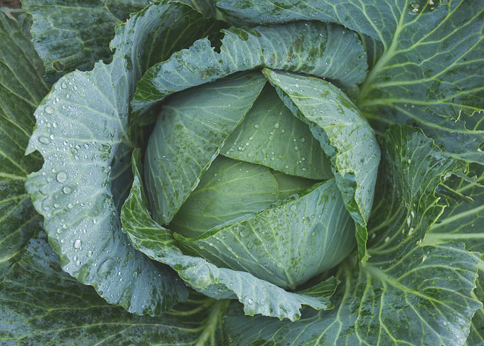 Fresh Green Cabbage Head Close-Up