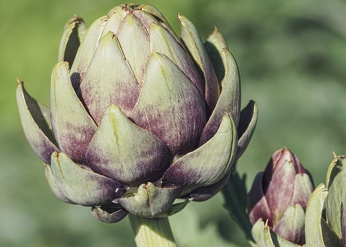 Artichoke close-up