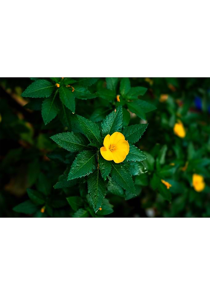 Vibrant Post Rain Glow.