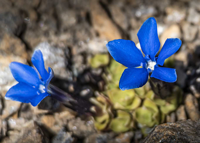 Small-leaved Gentian (Gentiana brachyphylla) in Rocky Terrain