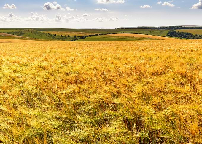 Golden wheat field under a blue sky