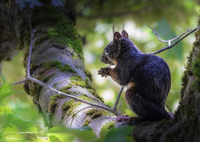 Squirrel (Sciurus vulgaris) Eating on Mossy Tree Branch