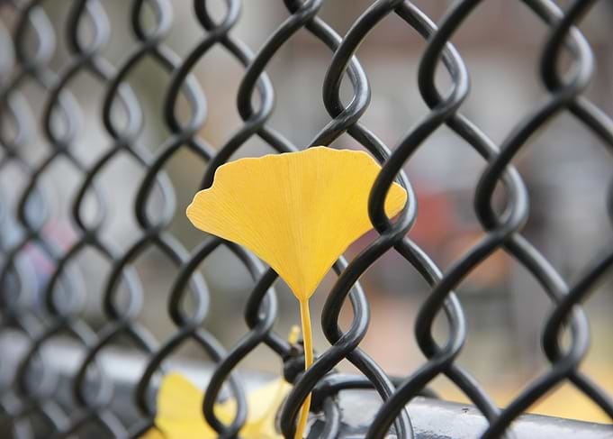Yellow Ginkgo Leaf on Black Fence