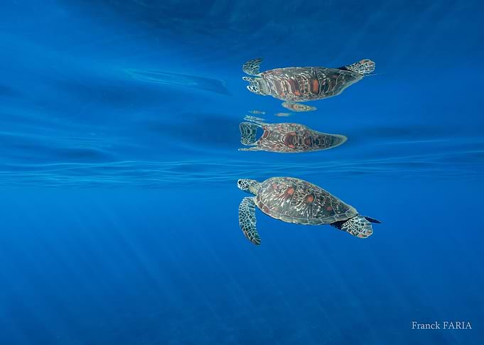 Reflets Éternels des Tortues Marines