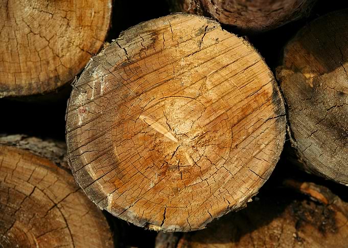 Pile of Cut Wood Logs