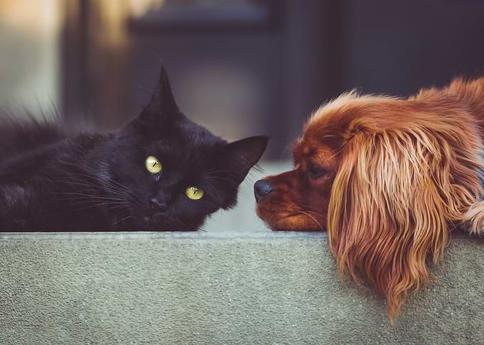 Cat and Dog Nose to Nose