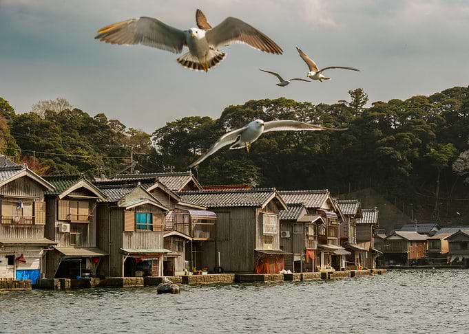 Seagulls in Ine - Kyoto, Japan