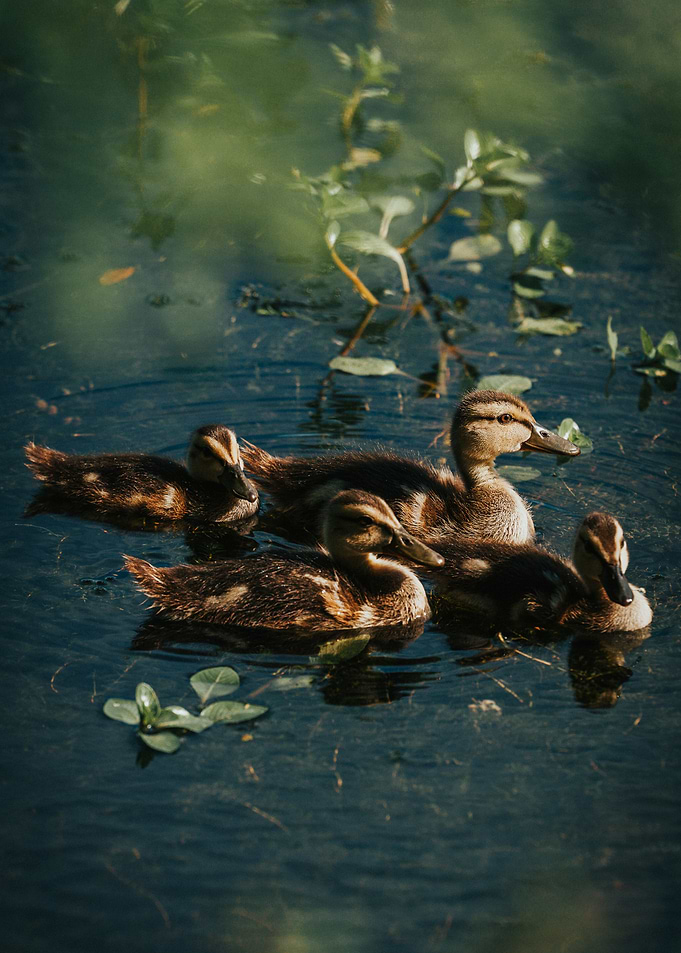 Ducklings Swimming in Pond