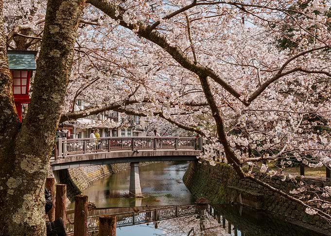 Cherry Blossoms Bridge in Japan