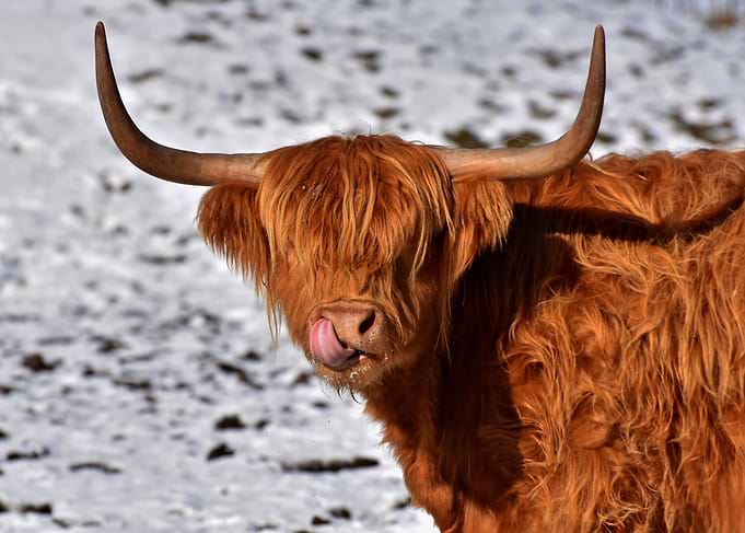 Highland Cow Licking Its Nose