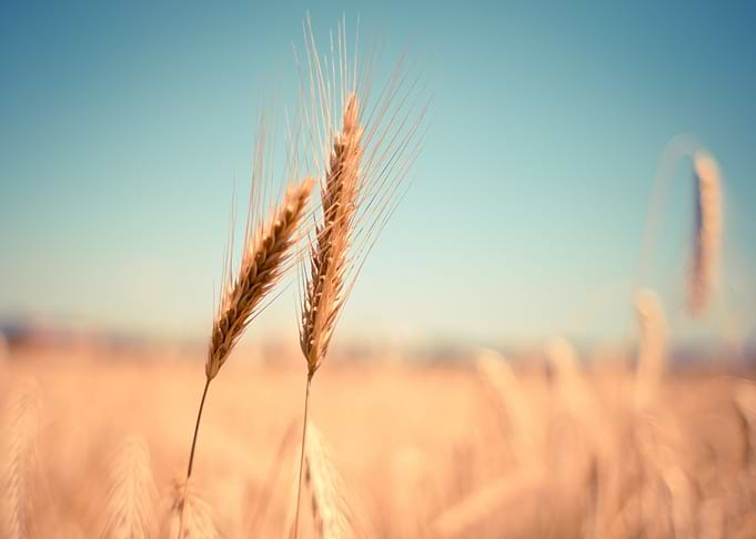 Golden Wheat Field Under Blue Sky