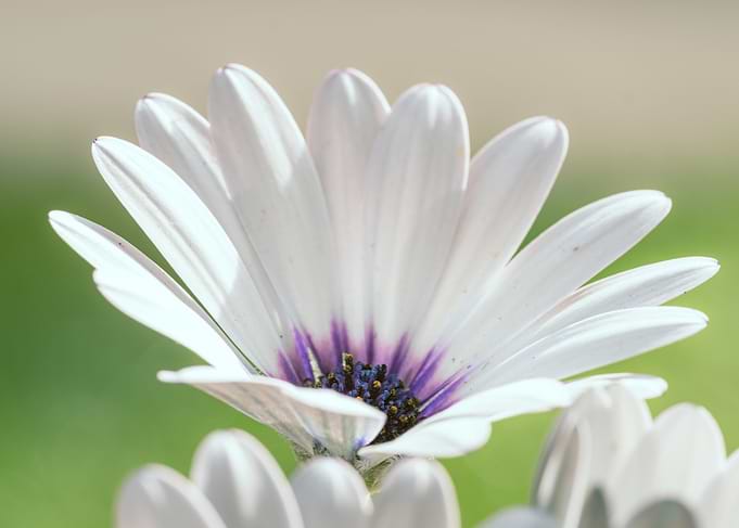 White Daisy Flower Close-Up
