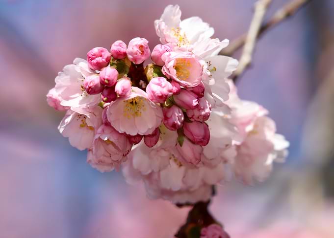Cherry Blossom Branch Close-Up