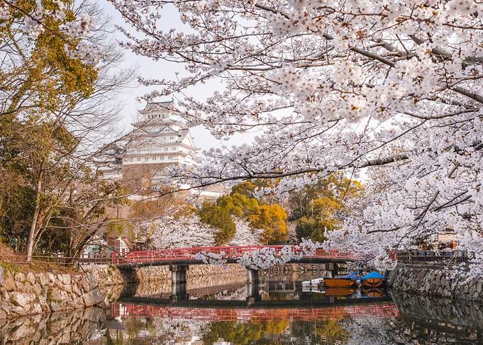 Himeji Castle with Cherry Blossoms